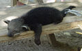 Young pet bear cat in Taman Negara Malaysia.jpg