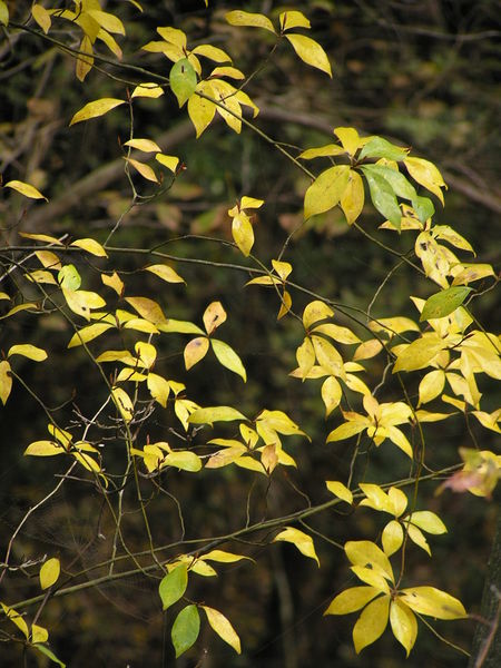 Soubor:Lindera umbellata,紅葉するクロモジ（黒文字）B221157.jpg