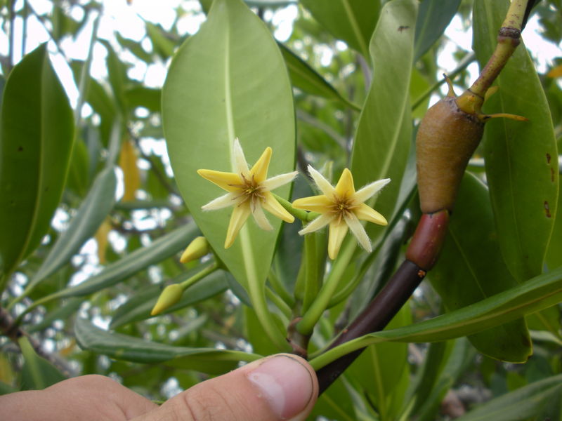 Soubor:Rhizophora mangle flowers.JPG