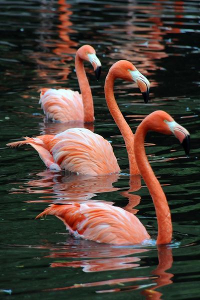 Soubor:Phoenicopterus roseus-2009-Flickr.jpg