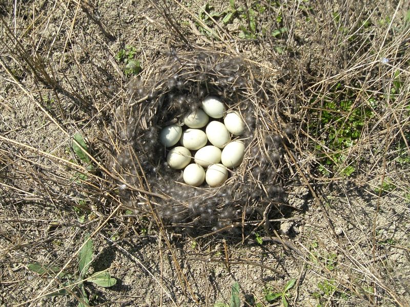 Soubor:Anas platyrhynchos (nest).JPG