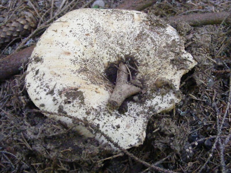 Soubor:Russula delica 5.JPG