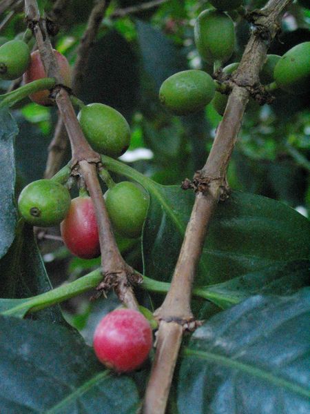 Soubor:Coffee beans on tree.jpg