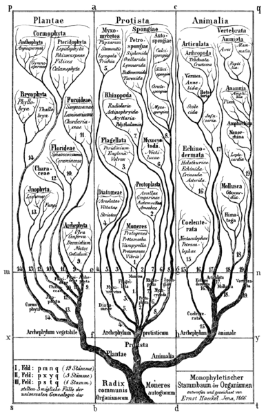 Soubor:Haeckel arbol bn.png