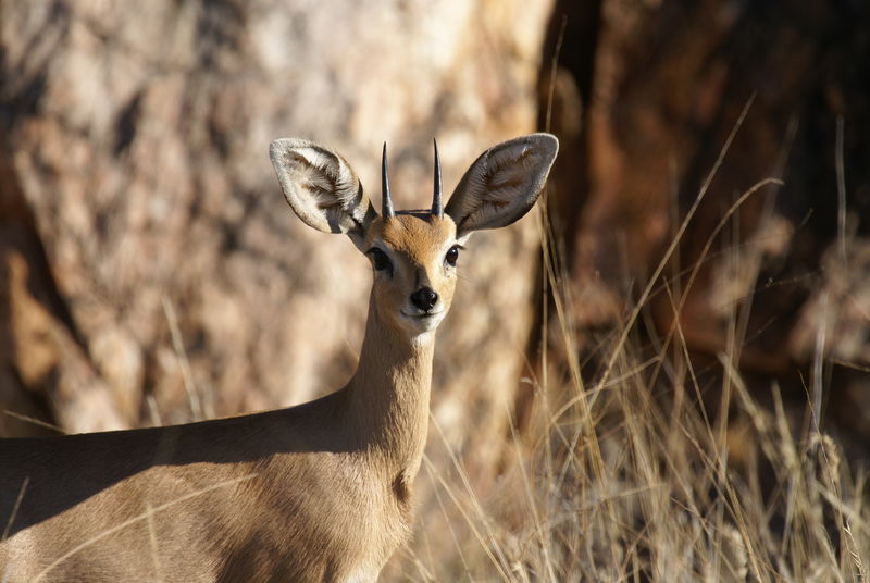 Soubor:Raphicerus campestris detail head.jpg