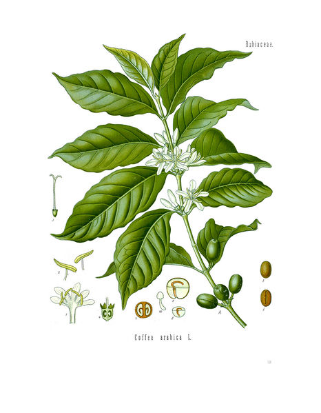 Soubor:Diagram of Coffea arabica.jpg