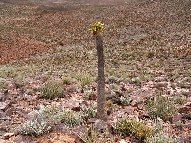 Soubor:Pachypodium namaquanum PICT2669.JPG