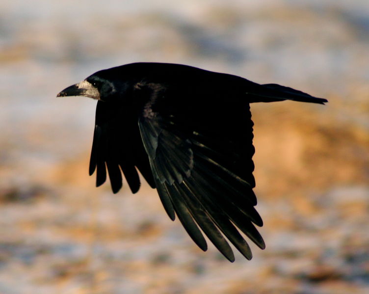 Soubor:Rook in flight.jpg