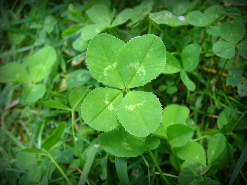 Soubor:4-leaf clover.JPG