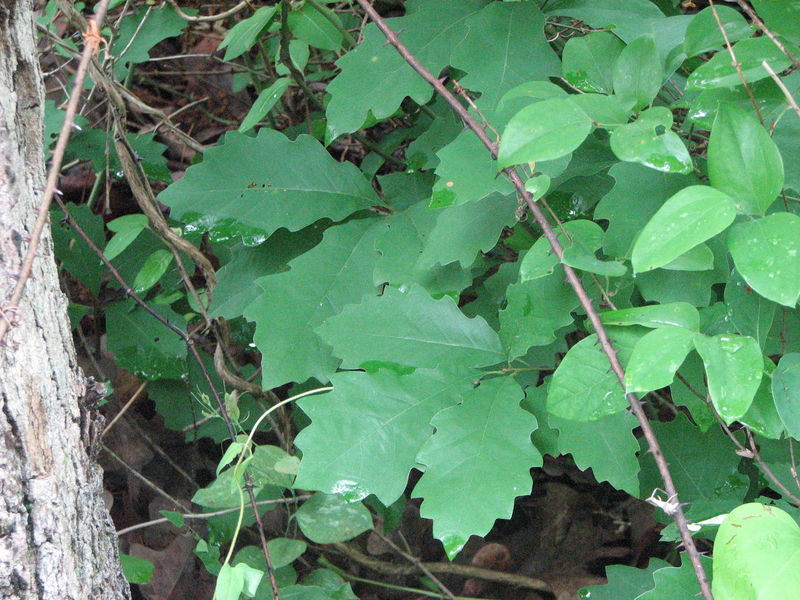 Soubor:Quercus prinoides leaves.jpg