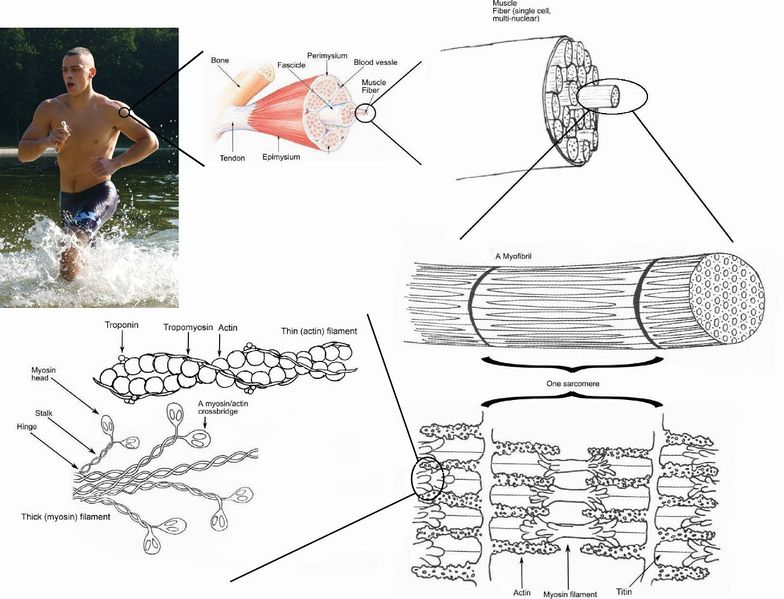 Soubor:Skeletal muscle.jpg