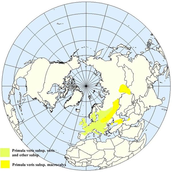 Soubor:Occurrence of Primula veris.jpg