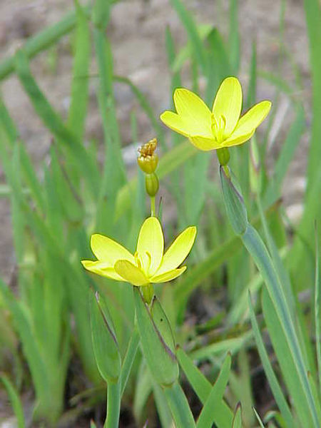 Soubor:Sisyrinchium californicum4.jpg