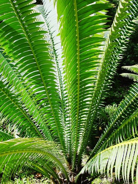 Soubor:Dioon spinolosum03.jpg