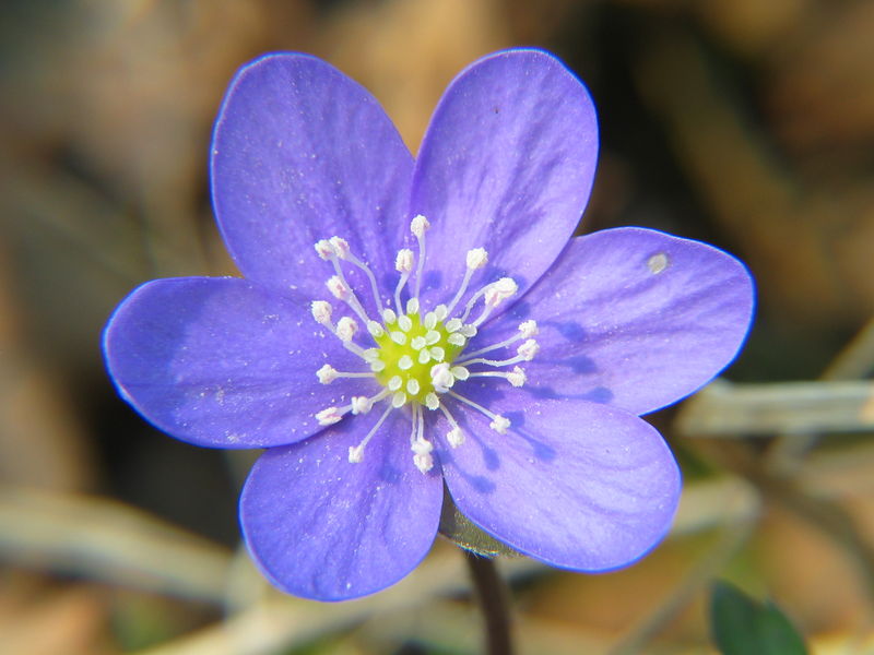 Soubor:Hepatica noblis 20060501 004.jpg