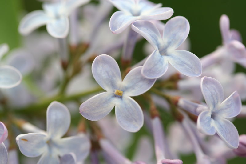 Soubor:Syringa vulgaris-01 (xndr).jpg