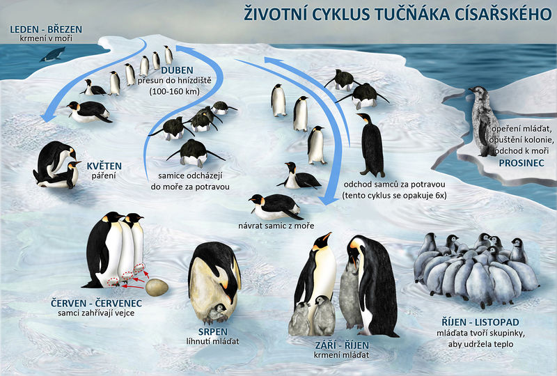 Soubor:Penguin-lifecycle czech.jpg