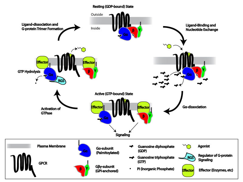 Soubor:GPCR cycle.jpg