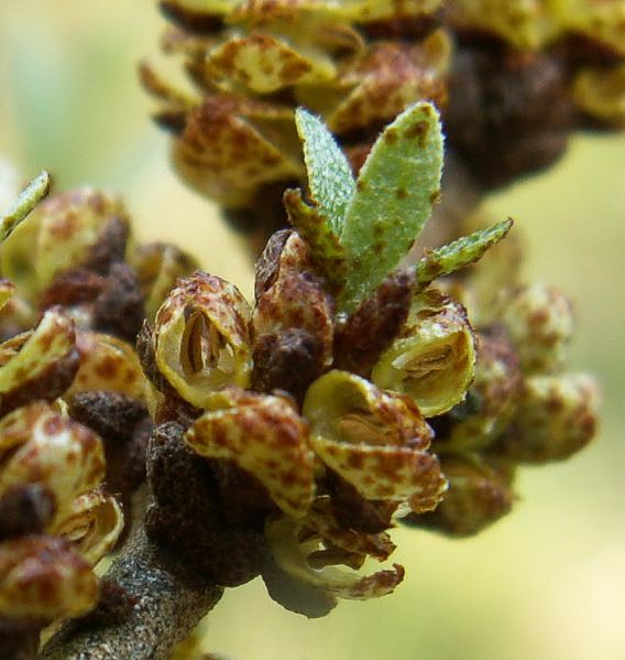 Soubor:Hippophae flower ziarnek.jpg