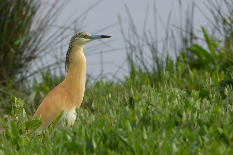 Soubor:Garcilla-cangregera.JPG