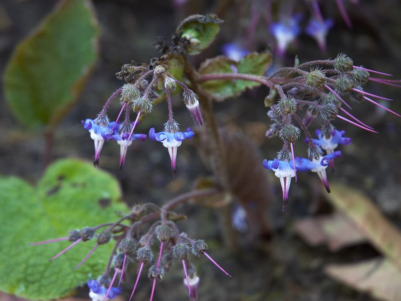 Soubor:Trachystemon orientalis B.jpg