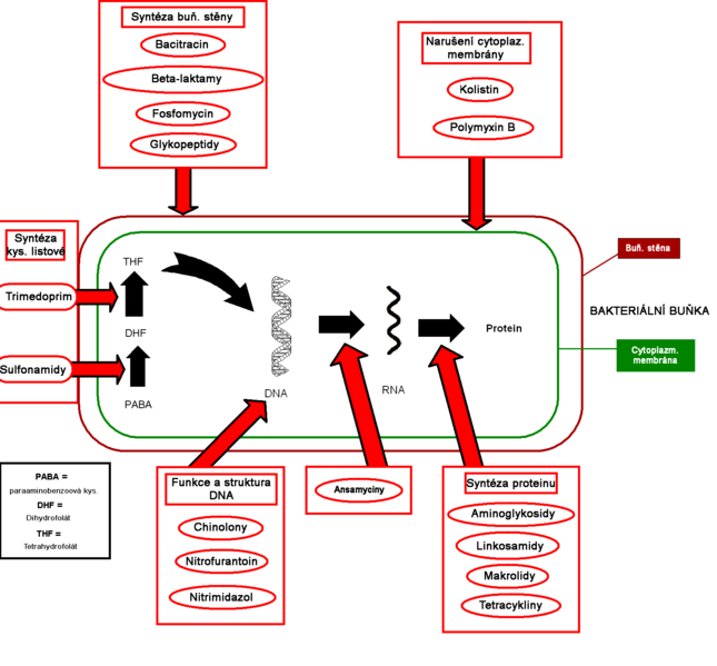Soubor:Působení antibiotik.png