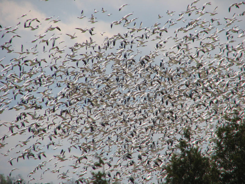 Soubor:Greater Snow Geese-in flight.jpg