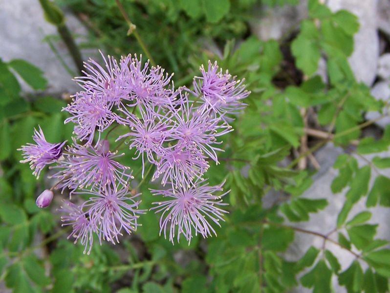 Soubor:Thalictrum aquilegifolium a1.jpg