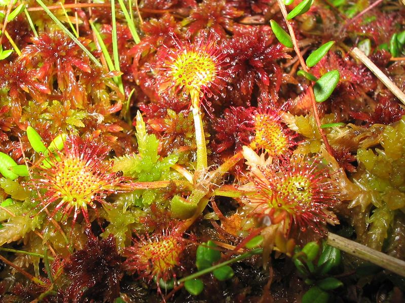 Soubor:Drosera-rotundifolia.jpg