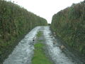 "Pheasant Walking" - geograph.org.uk - 358320.jpg