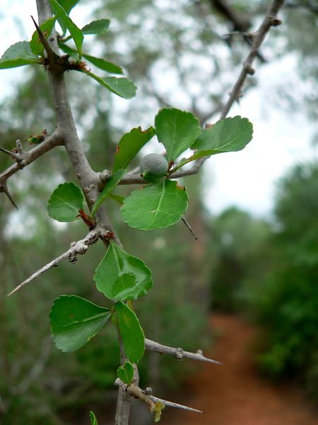 Soubor:Commiphora simplicifolia 02.jpg