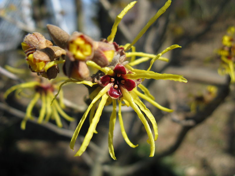 Soubor:Hamamelis japonica4.jpg