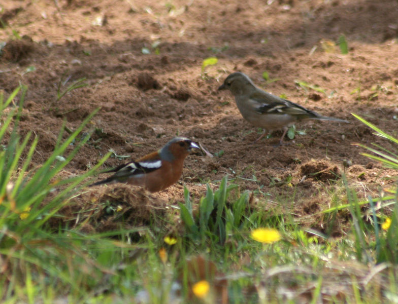 Soubor:Pinsons couple Fringilla coelebs.jpg