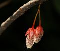 Agapetes.incurvata.flowers.jpg