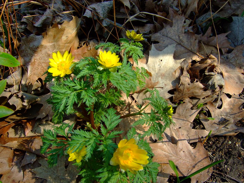 Soubor:Adonis amurensis.JPG