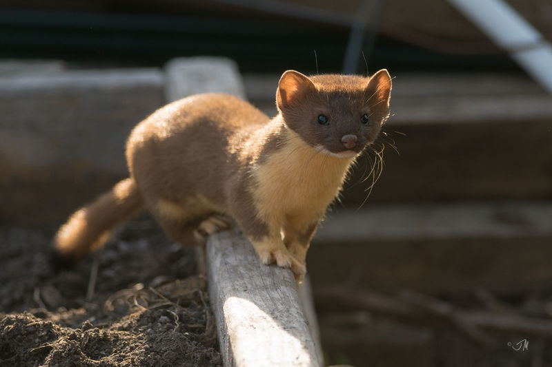 Soubor:Long-tailed Weasel (Mustela frenata)-Flickr2.jpg