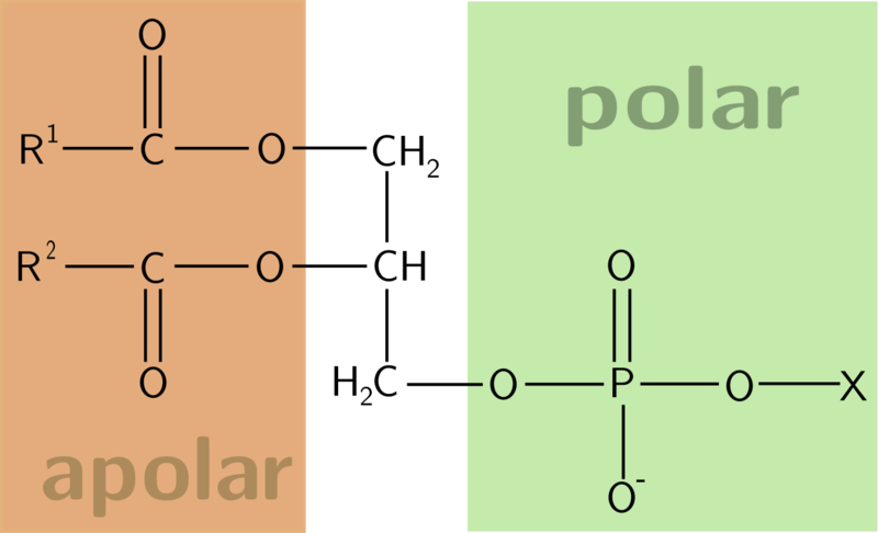 Soubor:Phospholipid.png