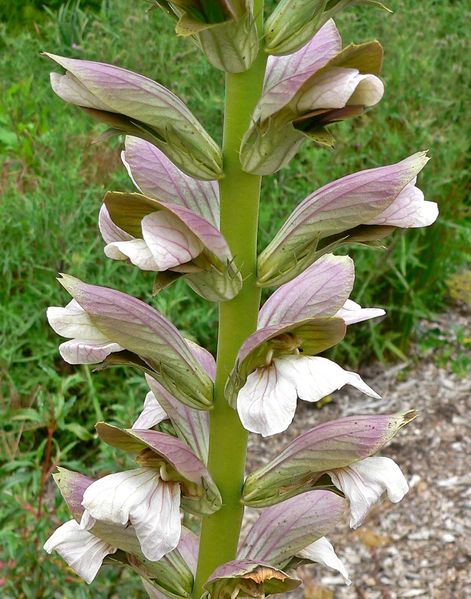 Soubor:Acanthus spinosus 2.jpg