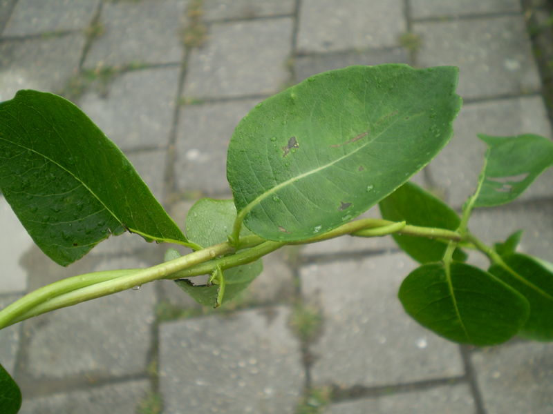 Soubor:Lonicera japonica 0.03 R.jpg