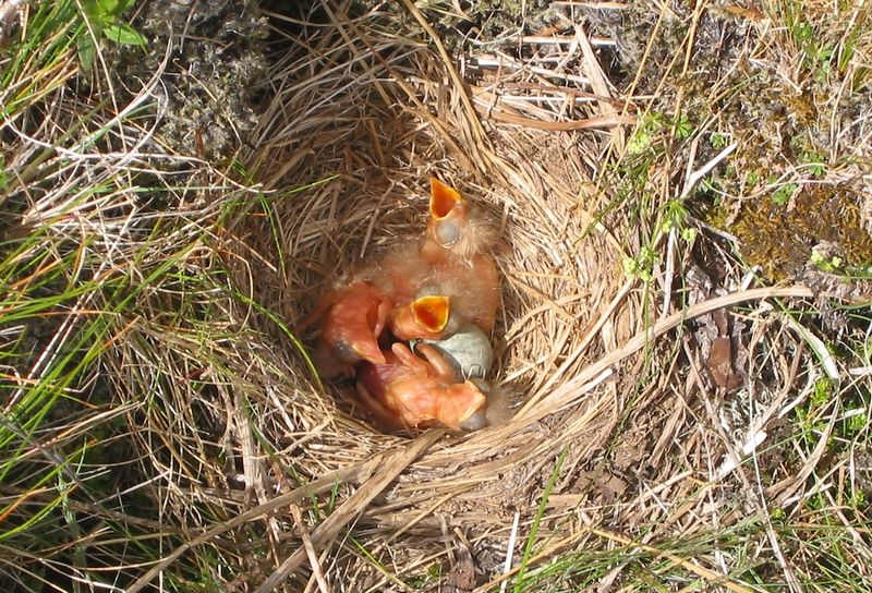 Soubor:Redwing nest.jpg