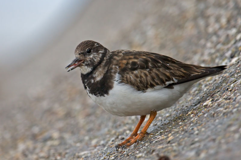 Soubor:Ruddy Turnstone.jpg