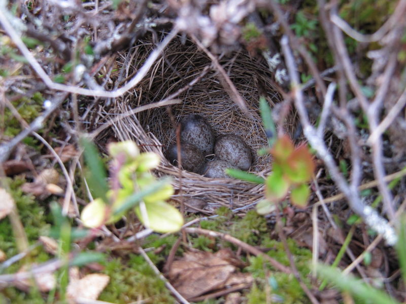 Soubor:Anthus pratensis nest 2.jpg