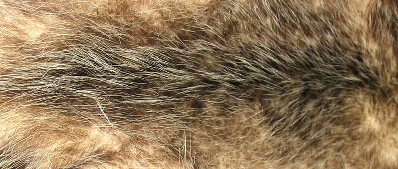 Soubor:Opossum fur.jpg