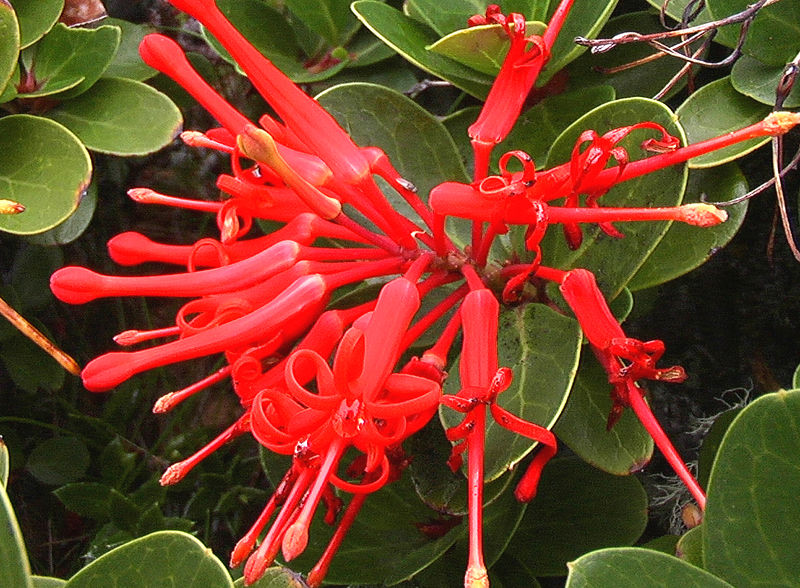 Soubor:Embothrium coccineum (1).jpg