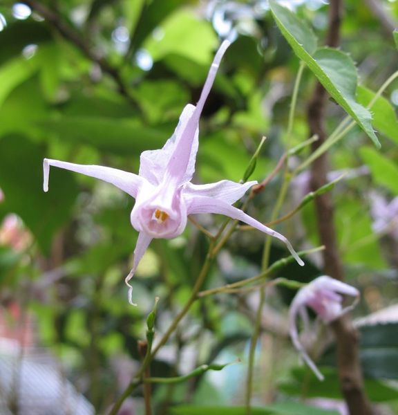 Soubor:Epimedium grandiflorum 2.jpg