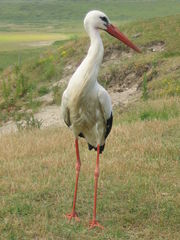 Ooievaar met publiek in het Zwin.JPG