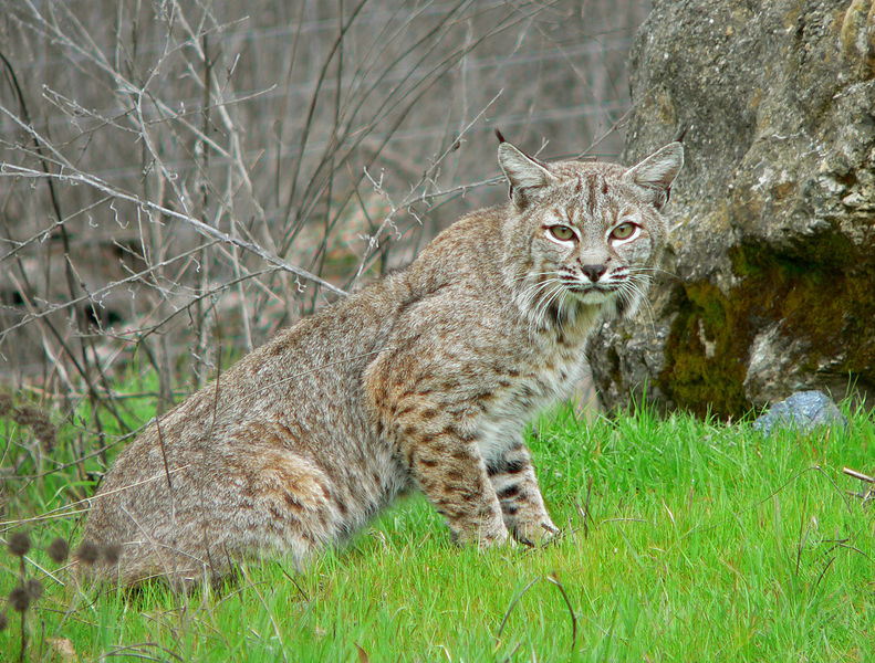 Soubor:Bobcat2.jpg