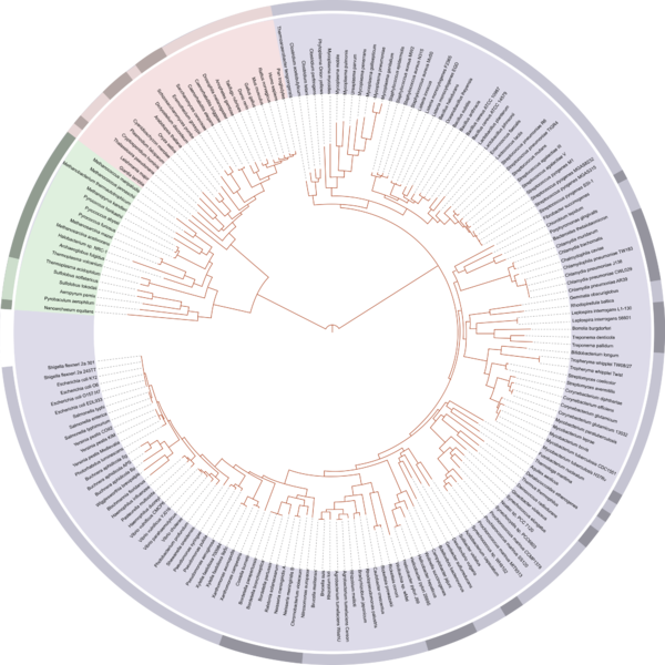 Soubor:Tree of life SVG.png