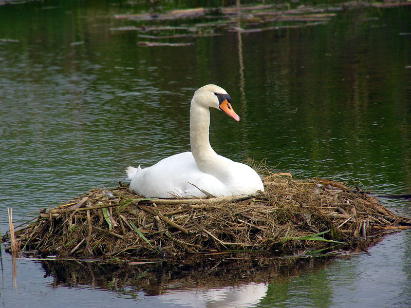 Soubor:Cygnus-olor-nest.jpg