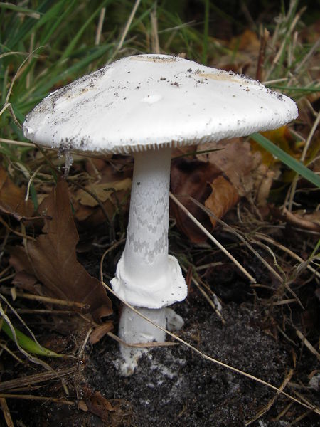 Soubor:Amanita phalloides weiß (1).JPG